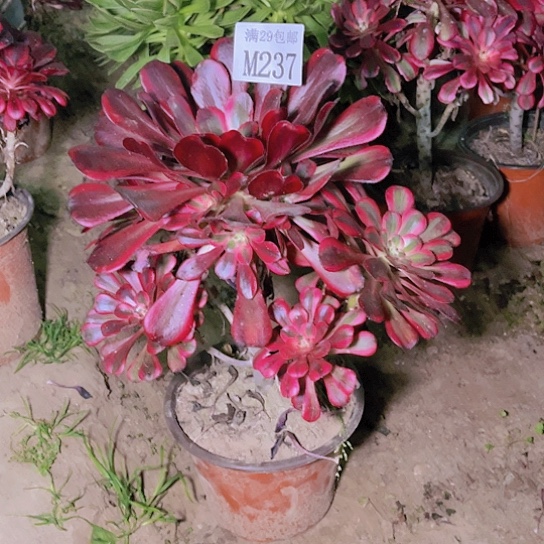 237香奈儿多肉植物