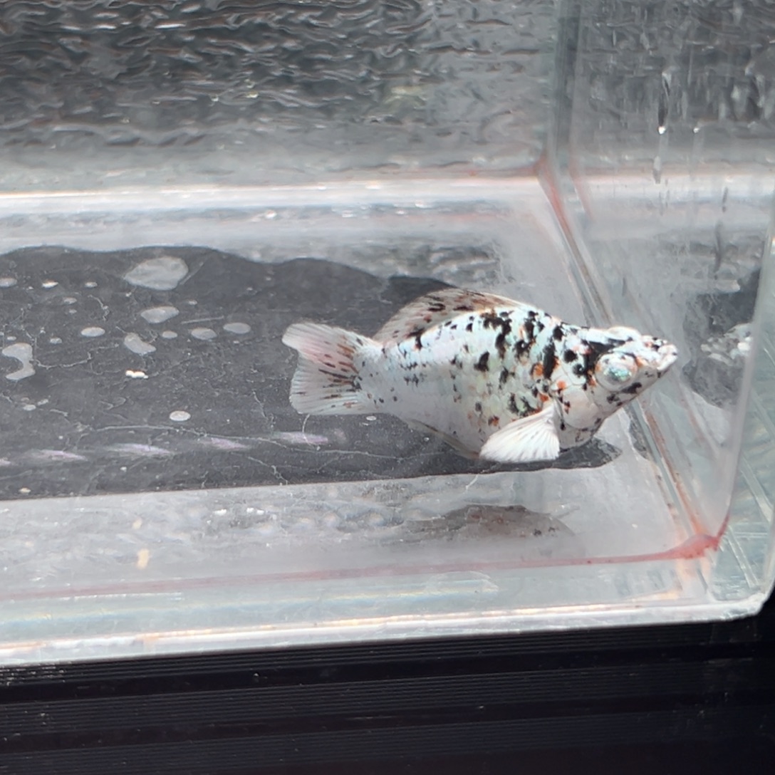 孔雀鱼玛丽鱼一条奶牛公