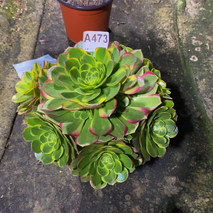 奶白锦多肉植物473