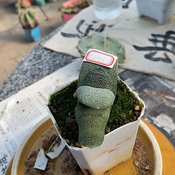 完美主义者勿拍硬叶121026