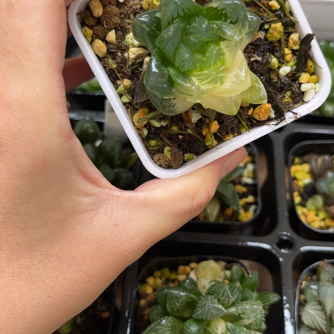 36龙鳞玉露锦一物一拍