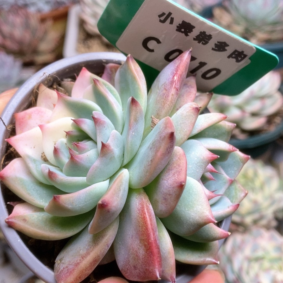 C710锦锦锦锦锦锦锦锦