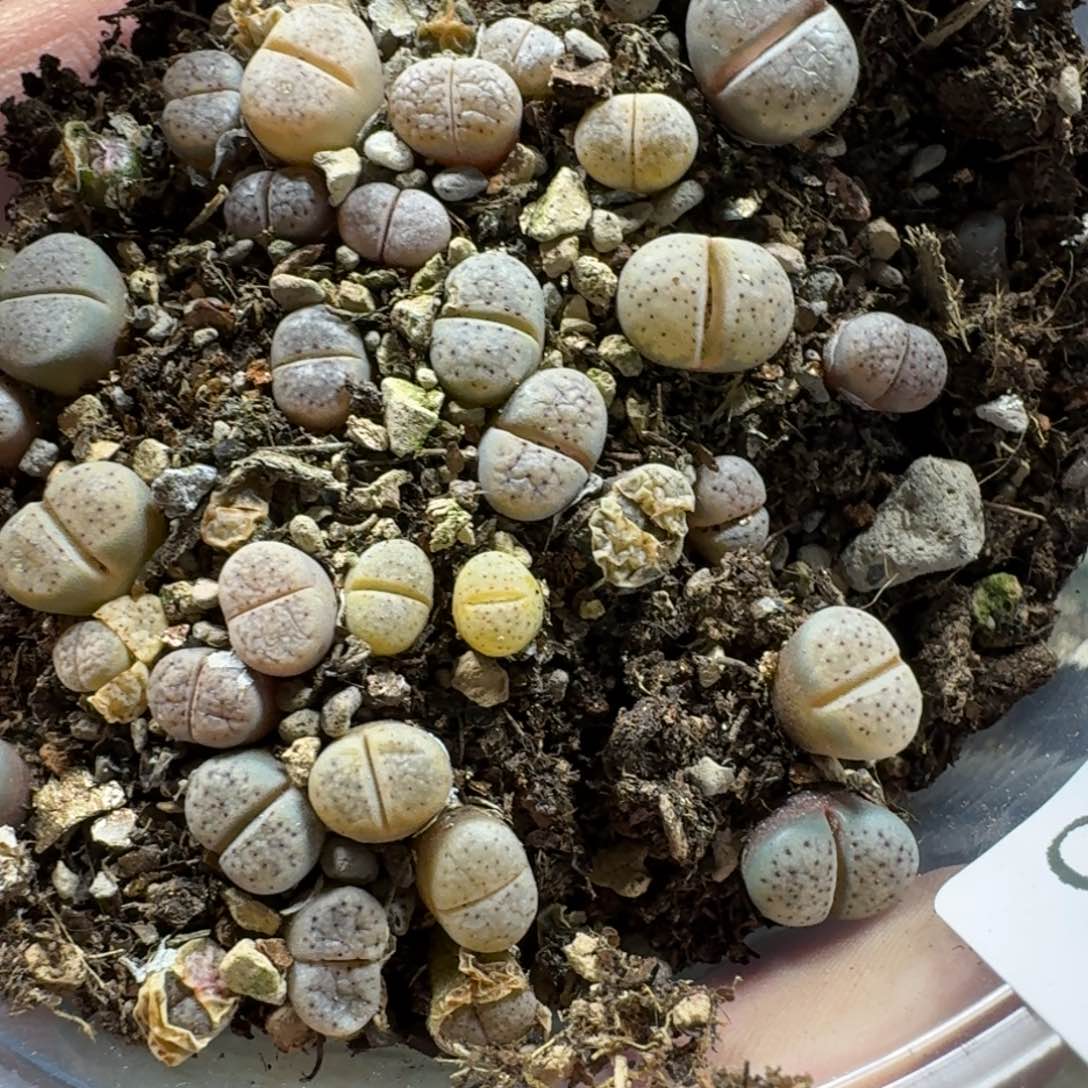 3020。血点一盒。尺寸不大