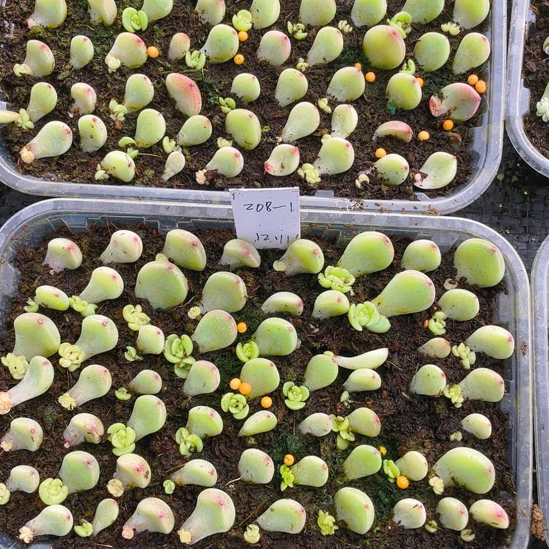 208-1 芝麻苗一个满25包邮