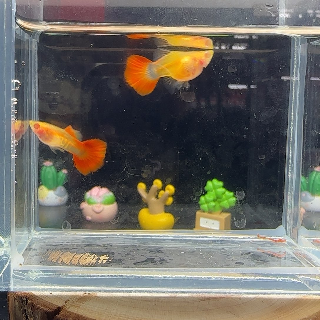 孔雀鱼越南原线银河白子球22