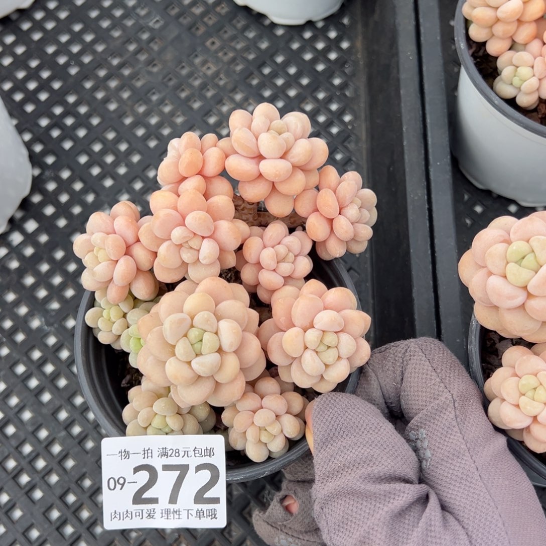 洛可可多肉多肉多肉多肉