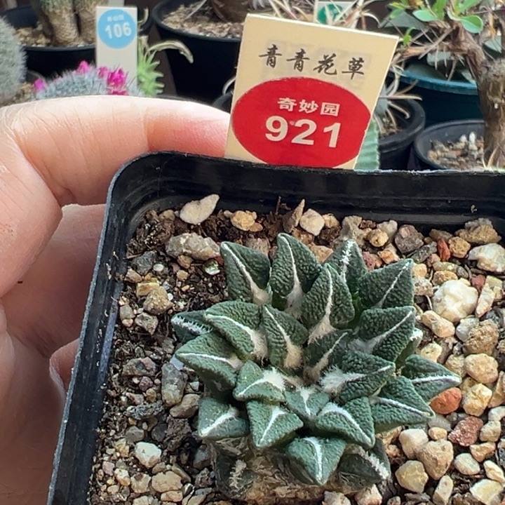黑***南自根黑牡丹一棵仙人球3.7cm