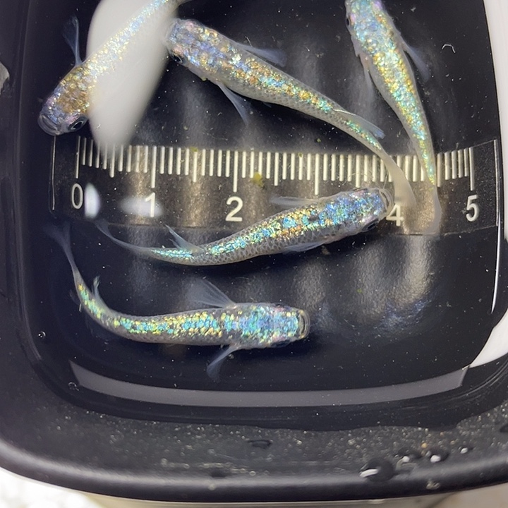 青鳉鱼海王星5条，9号，满15包邮，可叠单