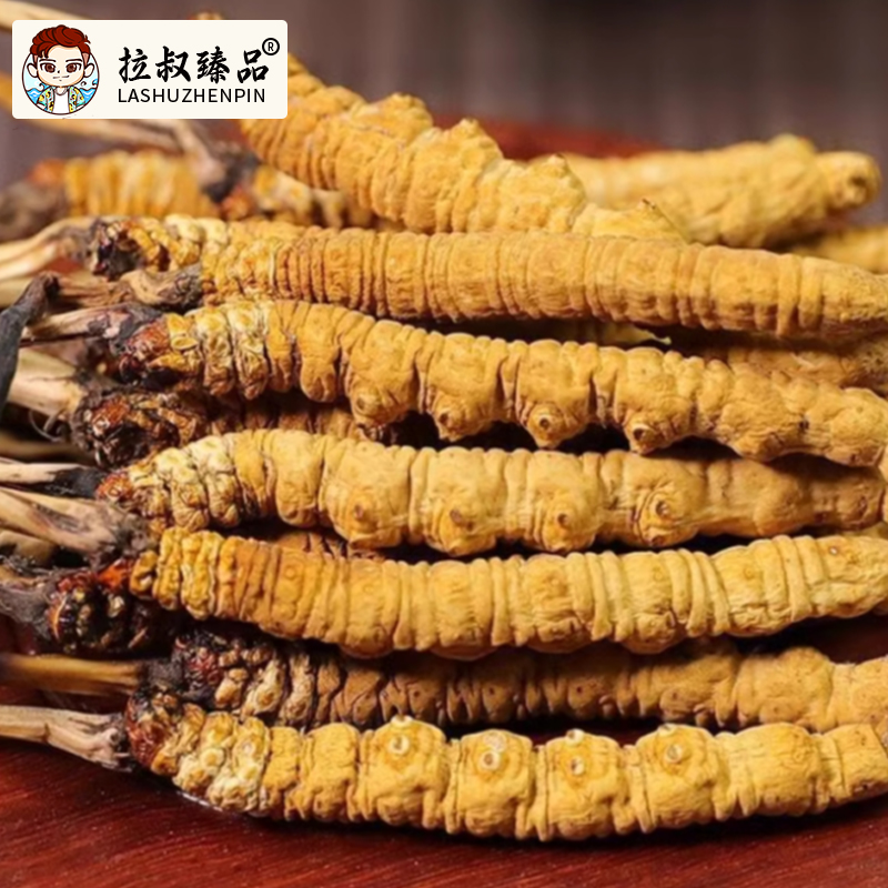 精选青藏高原雪域冬虫夏草