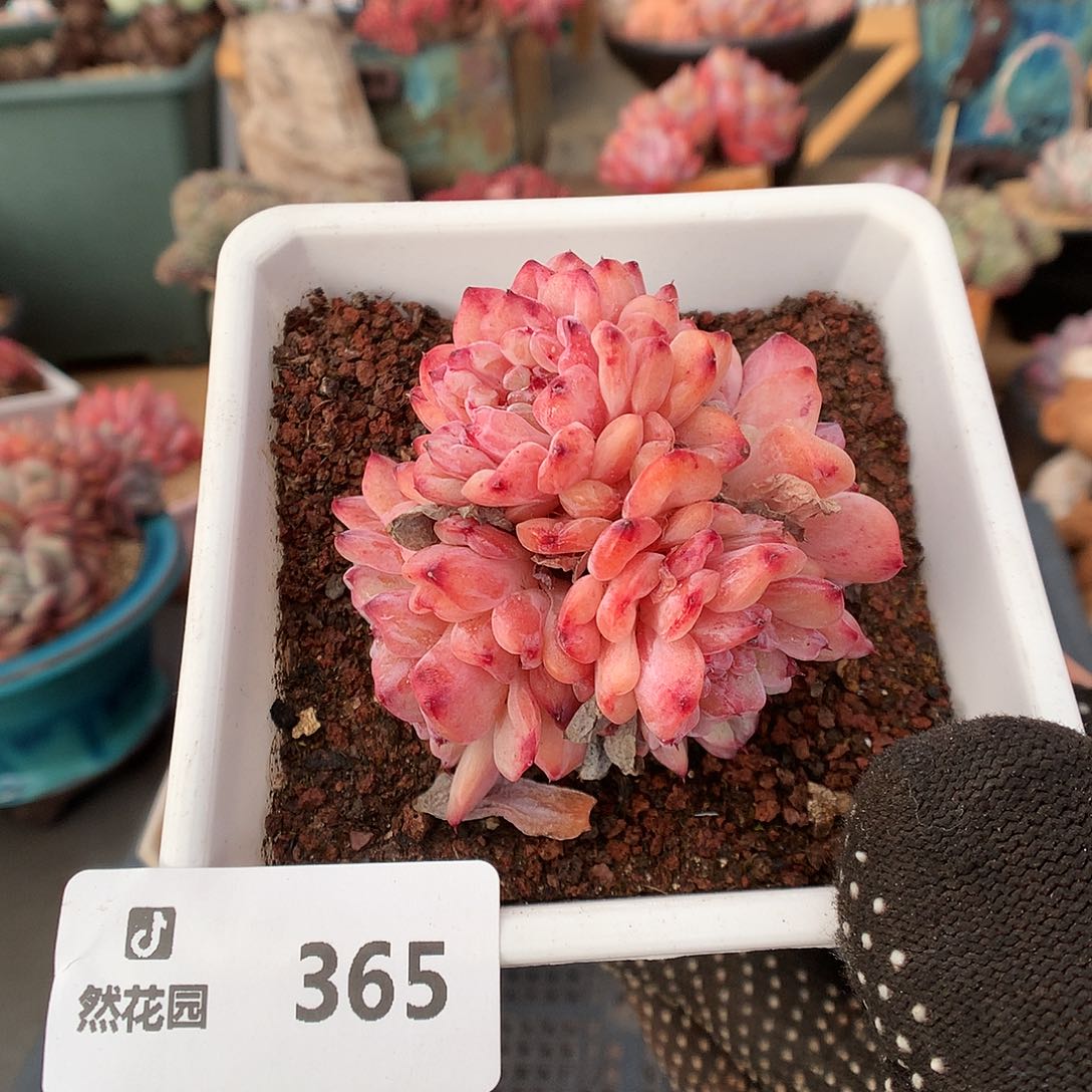 365先嗯多肉植物666