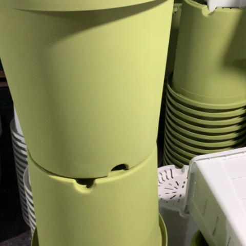 红陶7加果绿无托微瑕3个