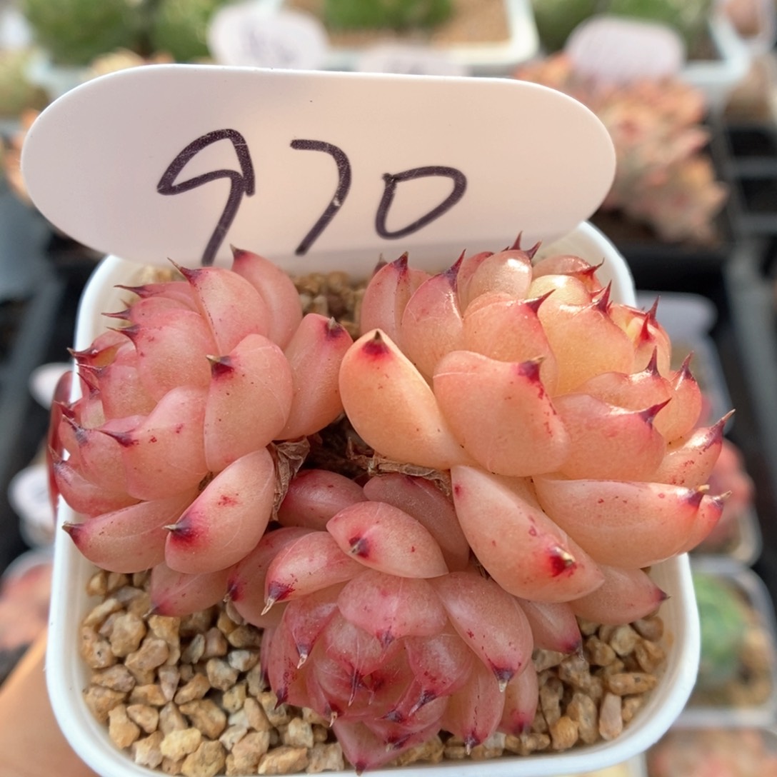 润玉珍妮群生可拍970号