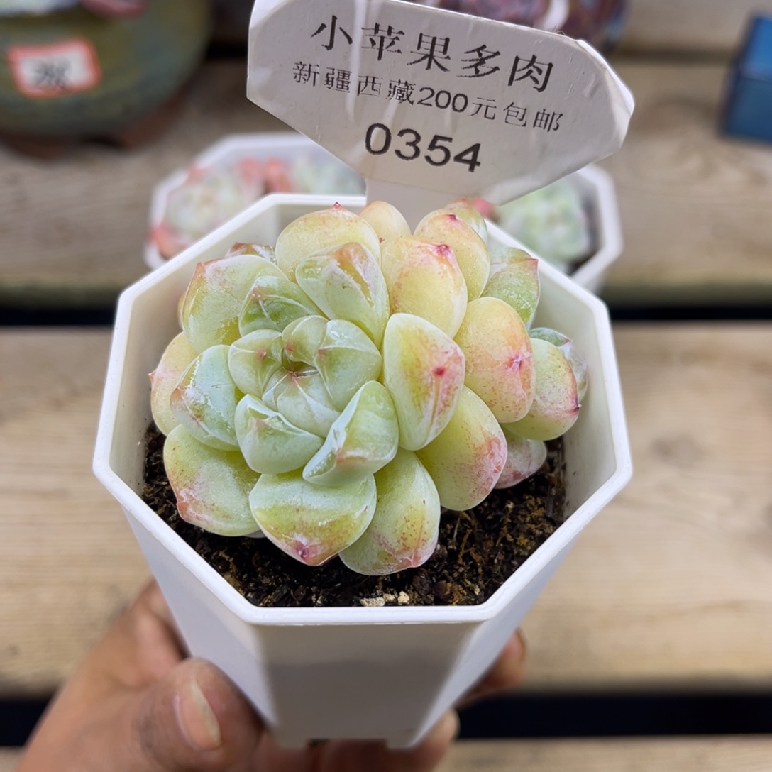 爱***兔黄底冰玉354/6cm2头