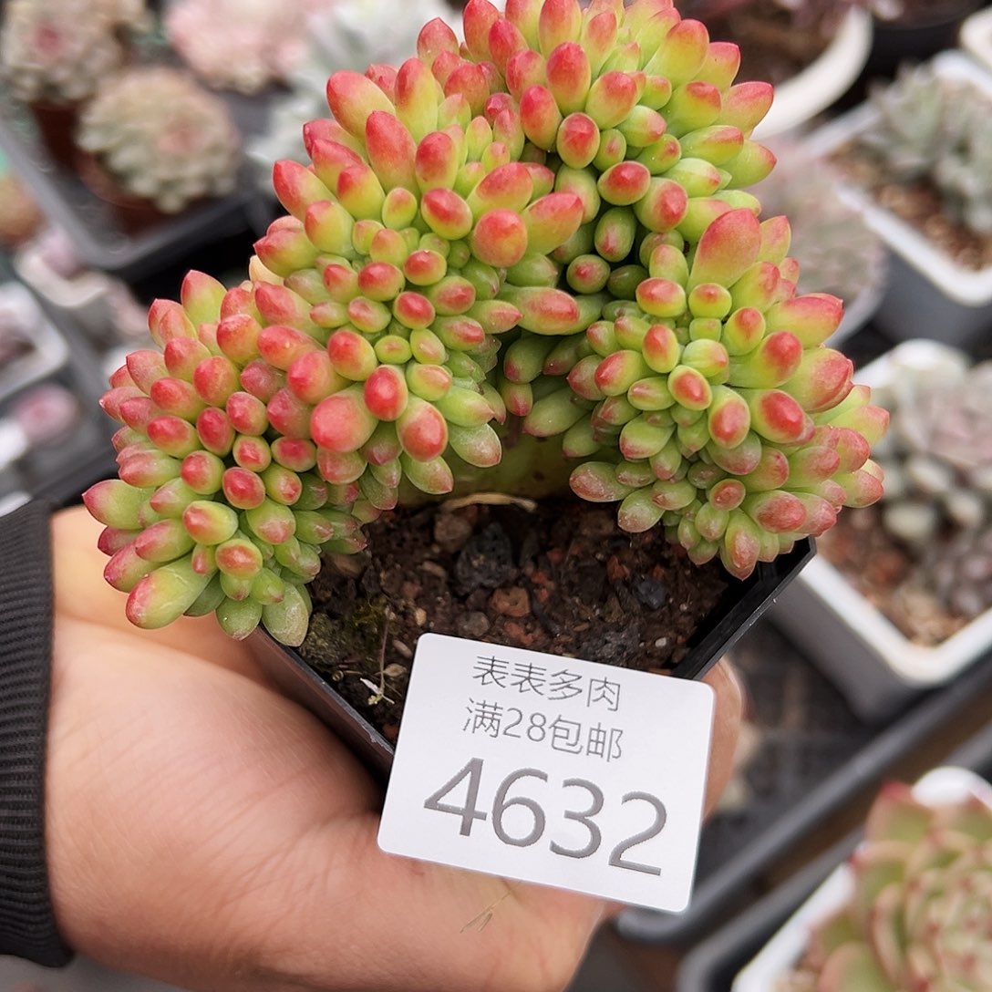 9号我们的确是一4632