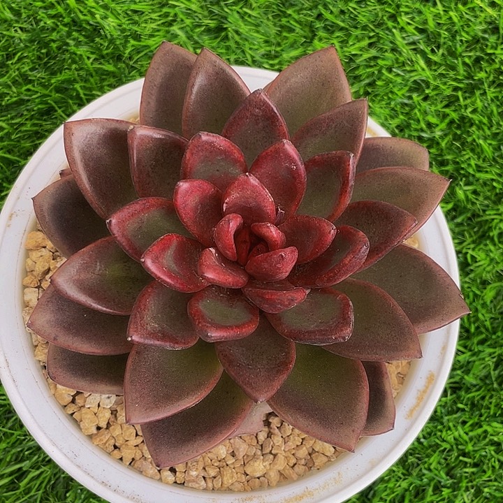 丰沛玫瑰一物一拍