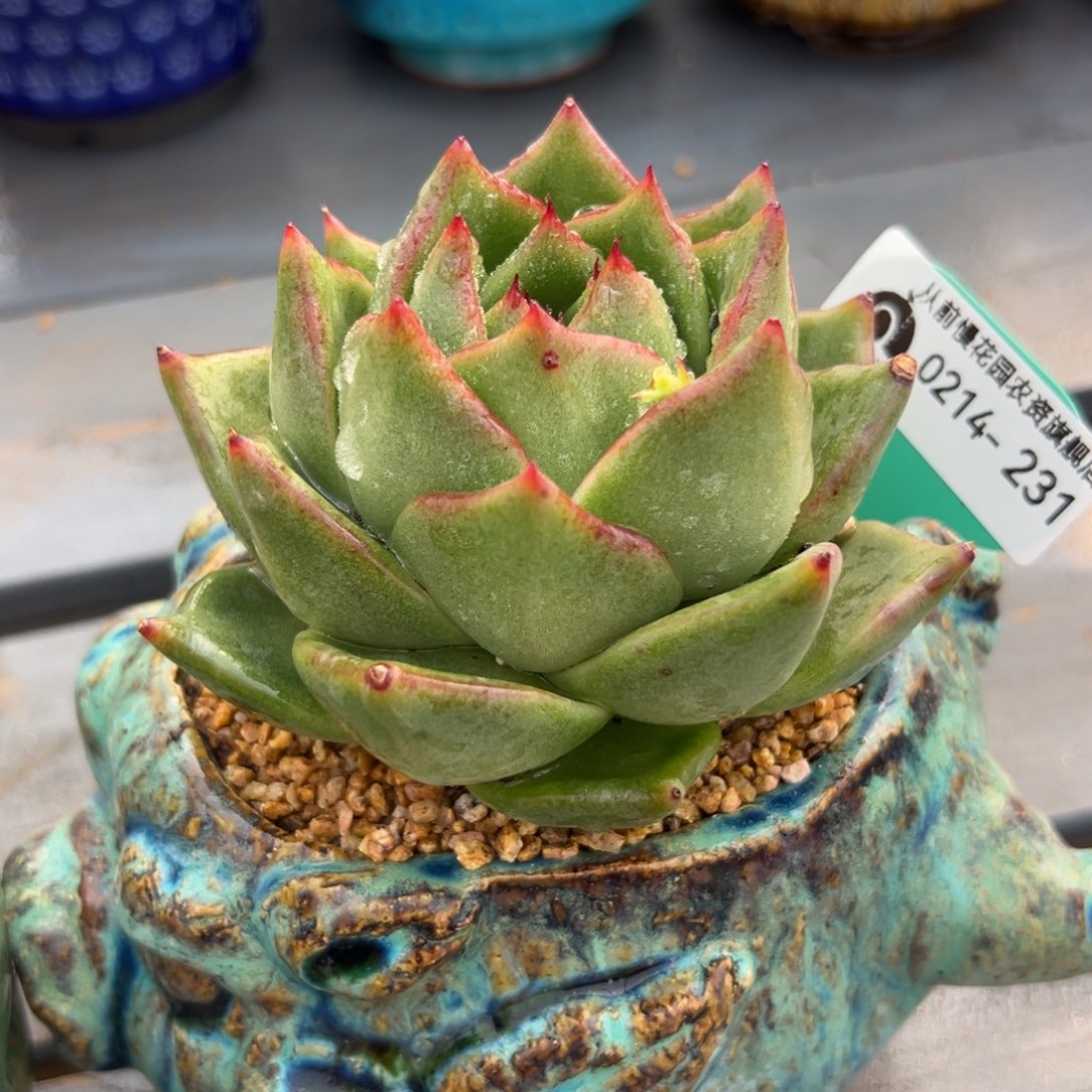 多肉一物一拍0214-231