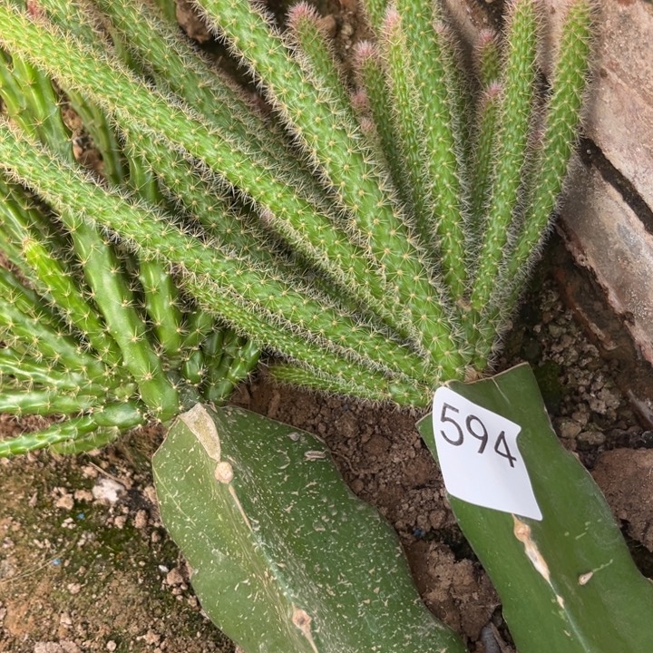 小***意粉色紫色各一棵哦594