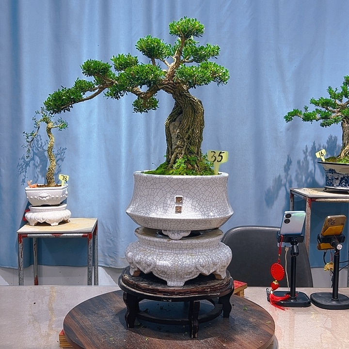 无花朵广东皱皮雀舌黄杨