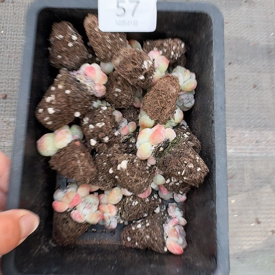 57 号到手1框一物一拍