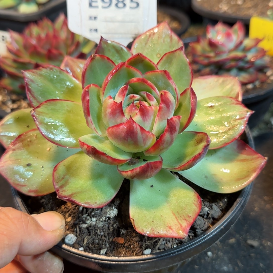 满****惊鸿一物一拍包装收缩花旱985