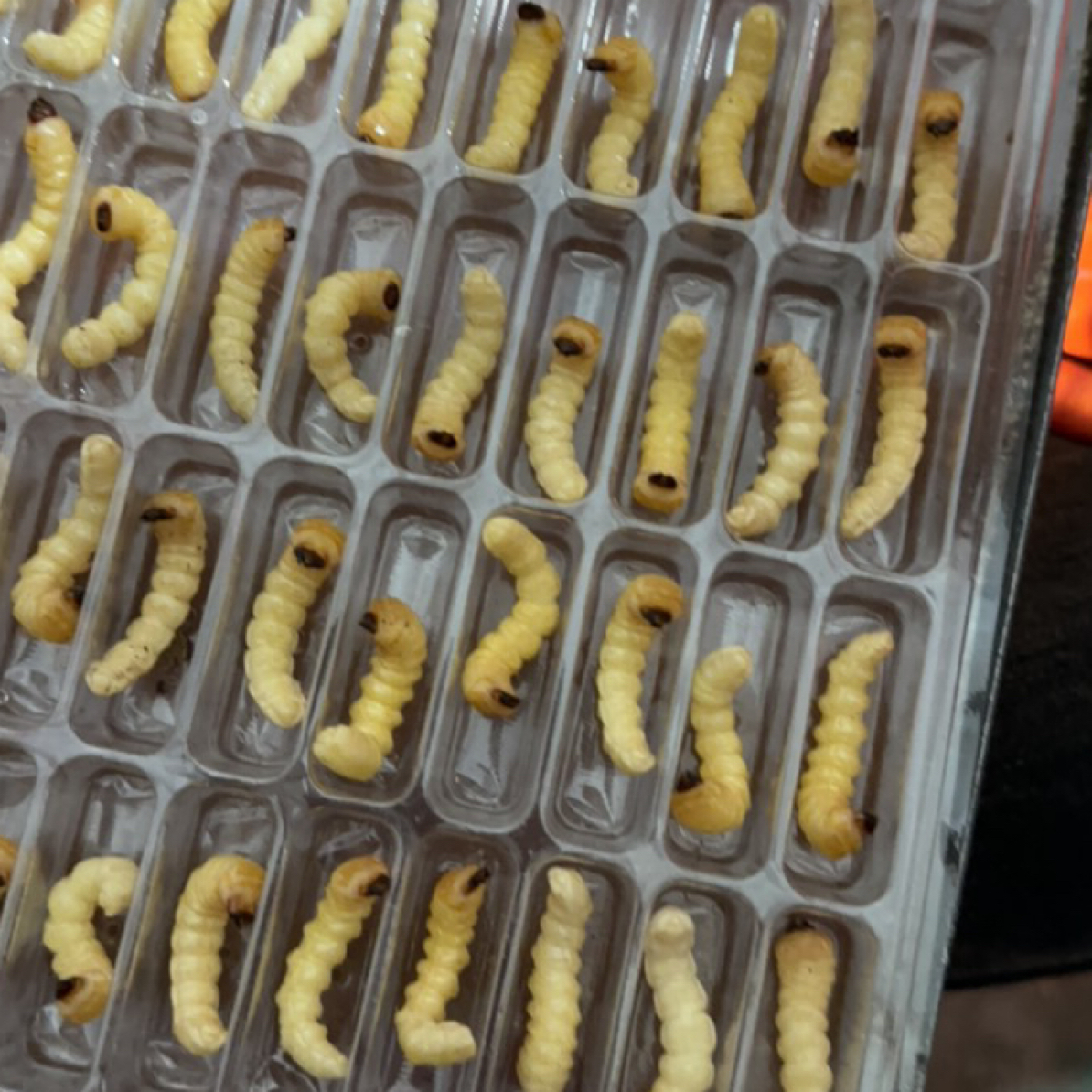 野生小头柴虫画眉鸟食提性亮毛鲜活幼虫每天四点发货