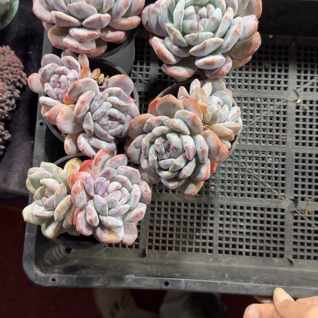 星影石化一物一拍5颗