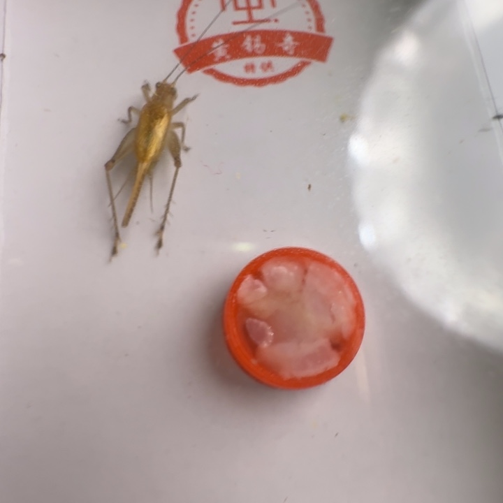 老***生漂亮大黄龄一只合适