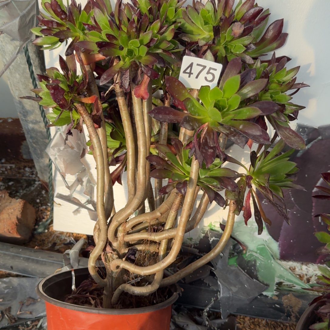 黑法师多肉475号法师多肉多肉