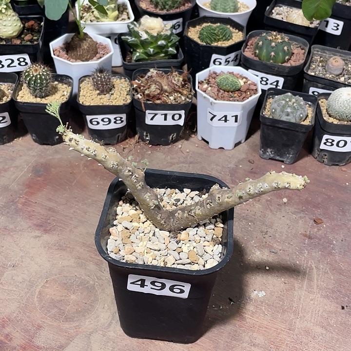 496产地黑皮月界块根