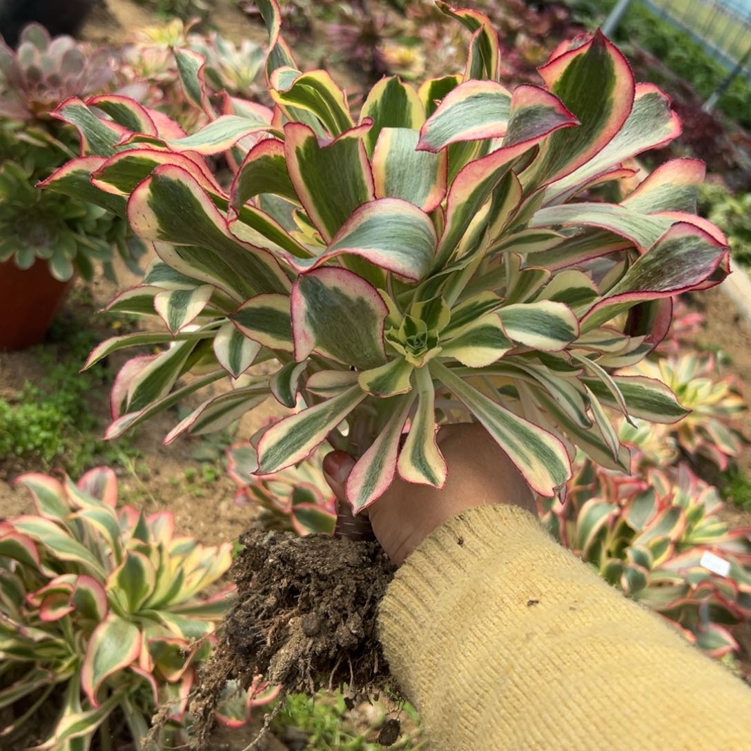 224魅影多肉植物系