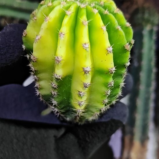 彩草锦球侧芽5厘米左右福