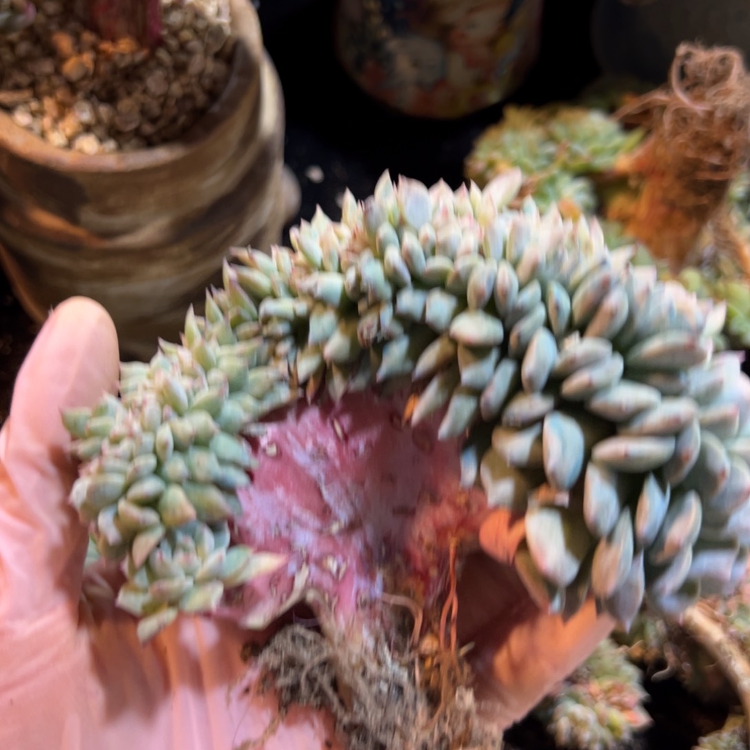 新年快乐 新年快乐 新年快乐