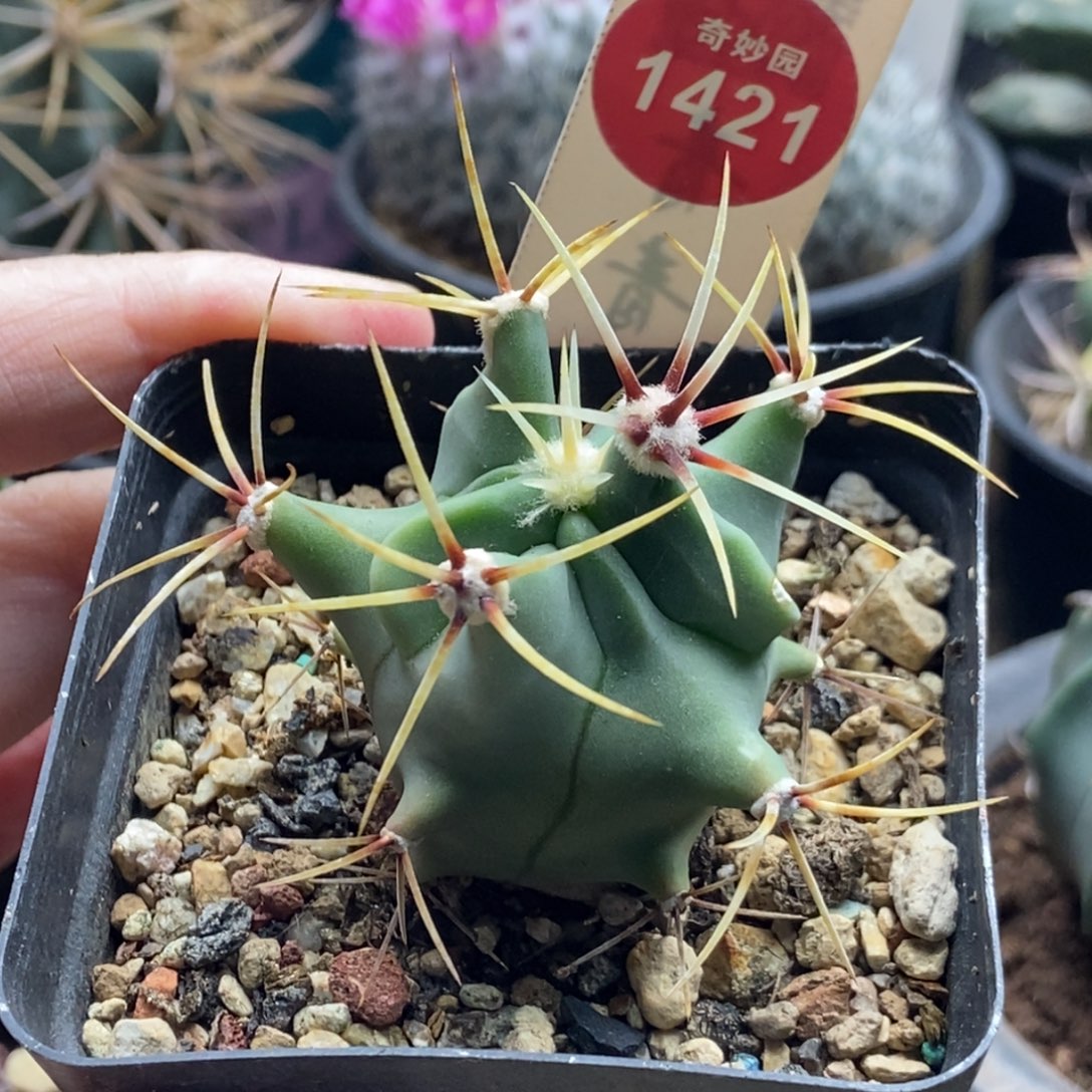 实生花刺春楼一颗仙人球