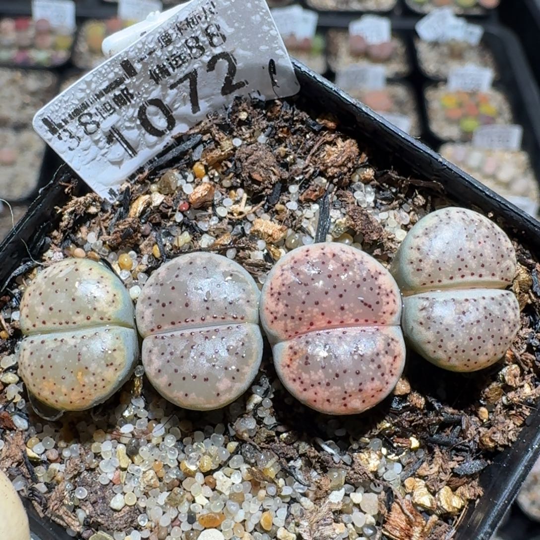 Zzz精品生石花 1072