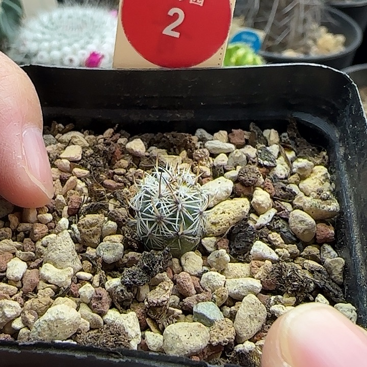 实生带中刺滕荣丸1.2cm