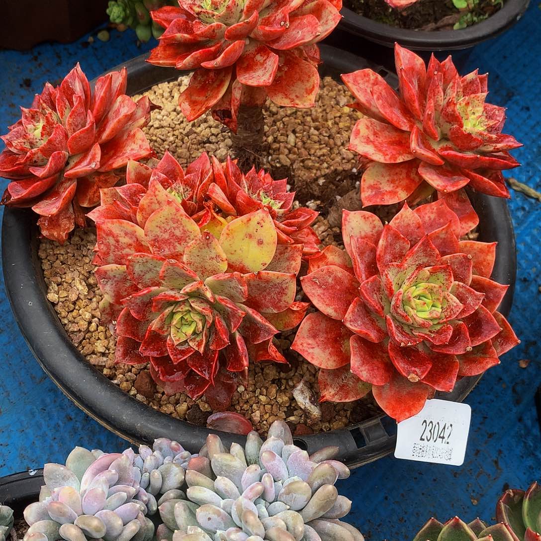 茹***贝拉多娜23042吨肉多肉