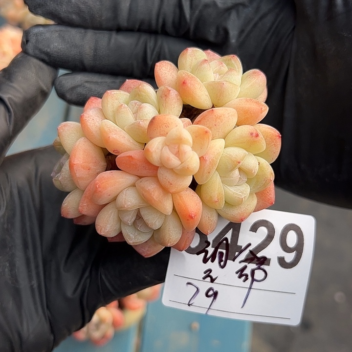 望***～3429，六头冰玉带盆发的