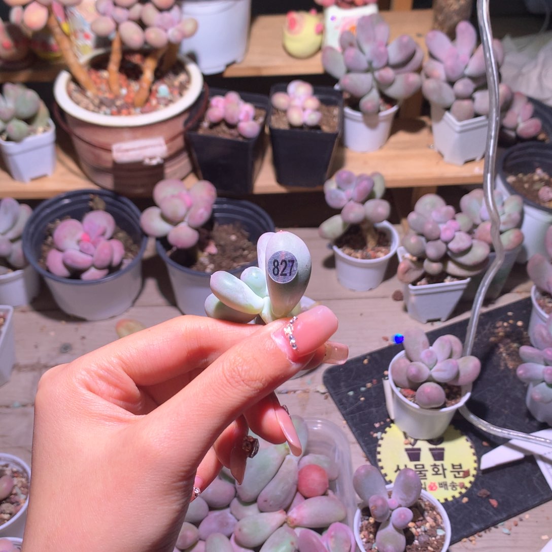 米可砍头米可砍头韩国母本