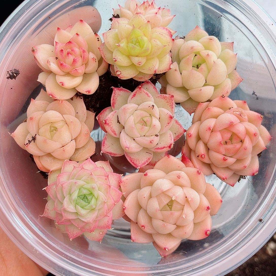 1-184 新疆西藏内蒙不发12.8包邮