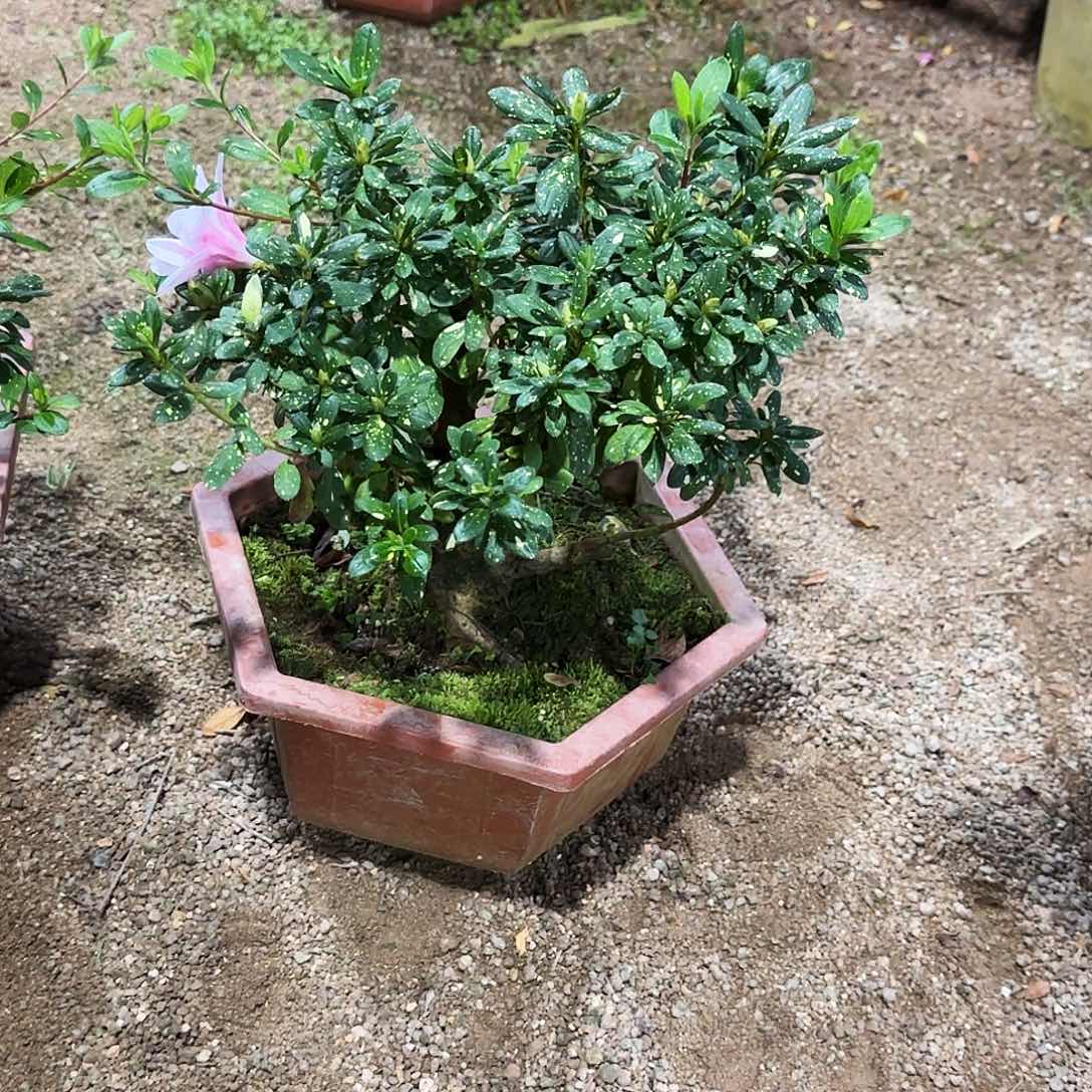 清***芳无花朵杜鹃盆景老桩