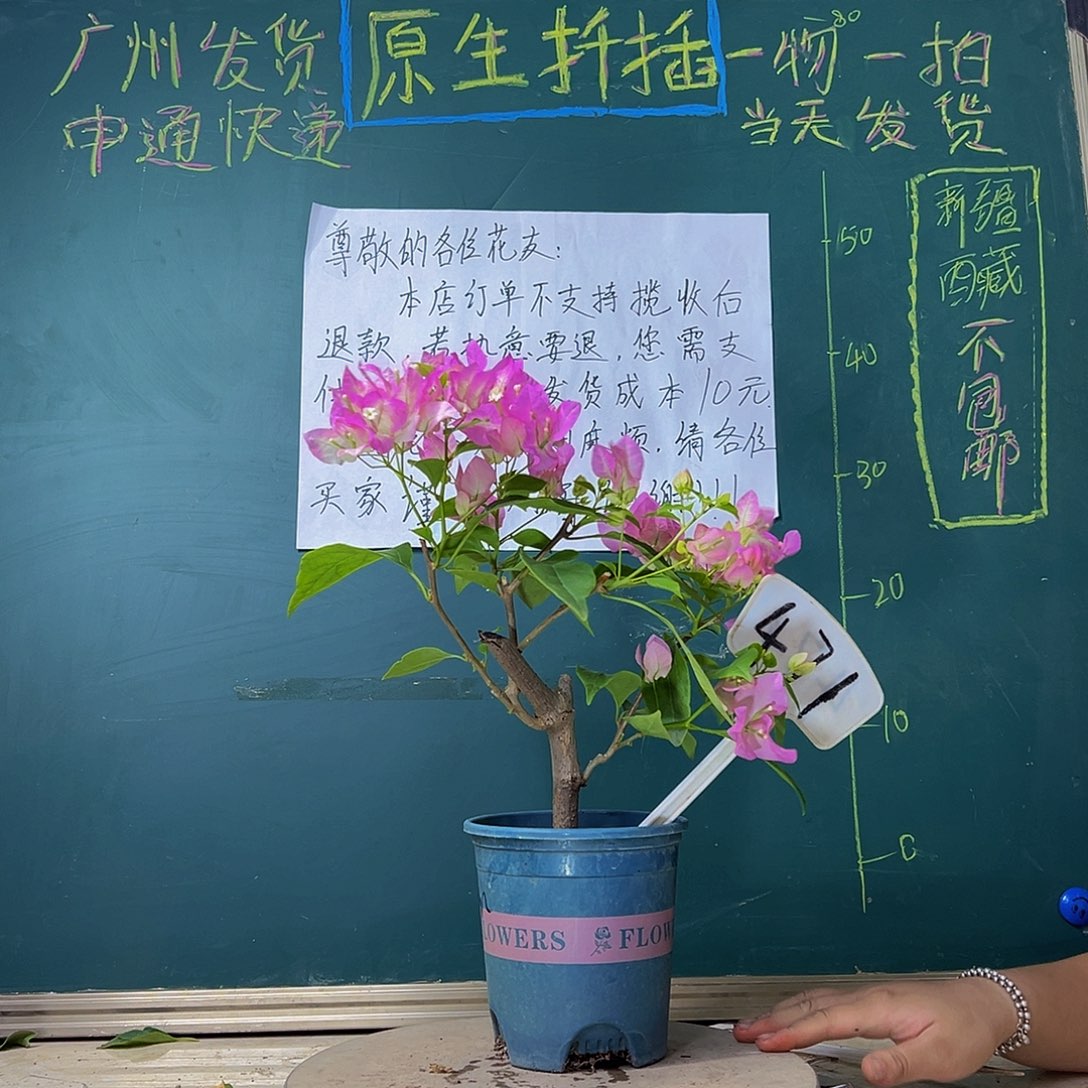 当前无花栽培后可以开花口红471