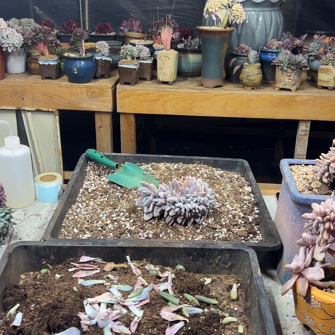 小***琬多肉植物实物直播实物25