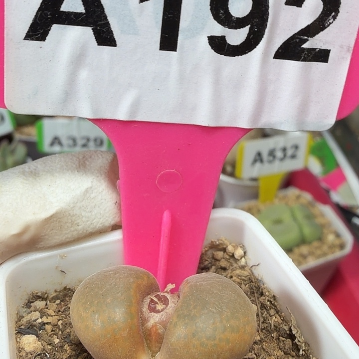 192mmmmmmmnnbnnjnbbhh