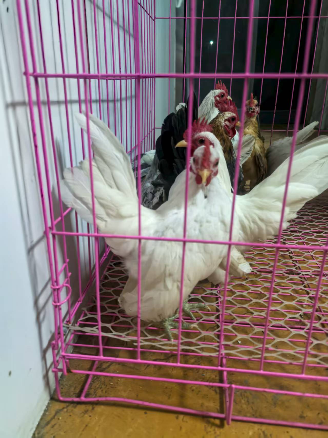 鸡蛋、鸡蛋、鸡蛋、