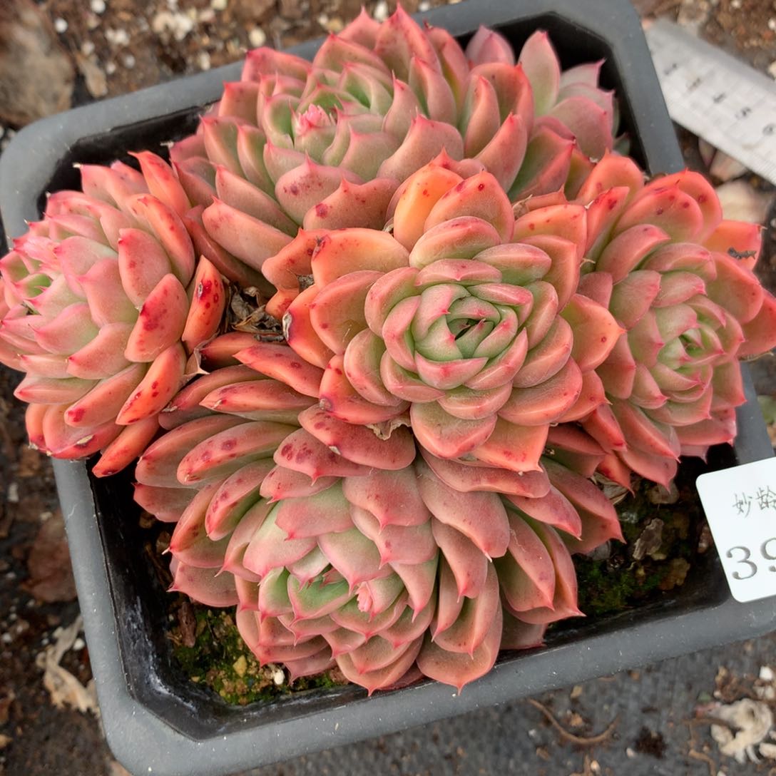 3914杂交多肉老桩