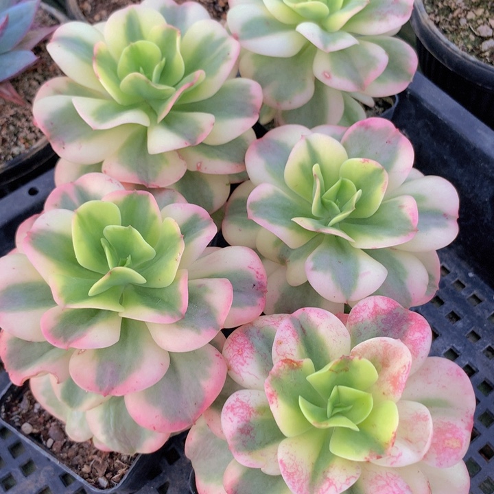 红梅锦单头7cm发货