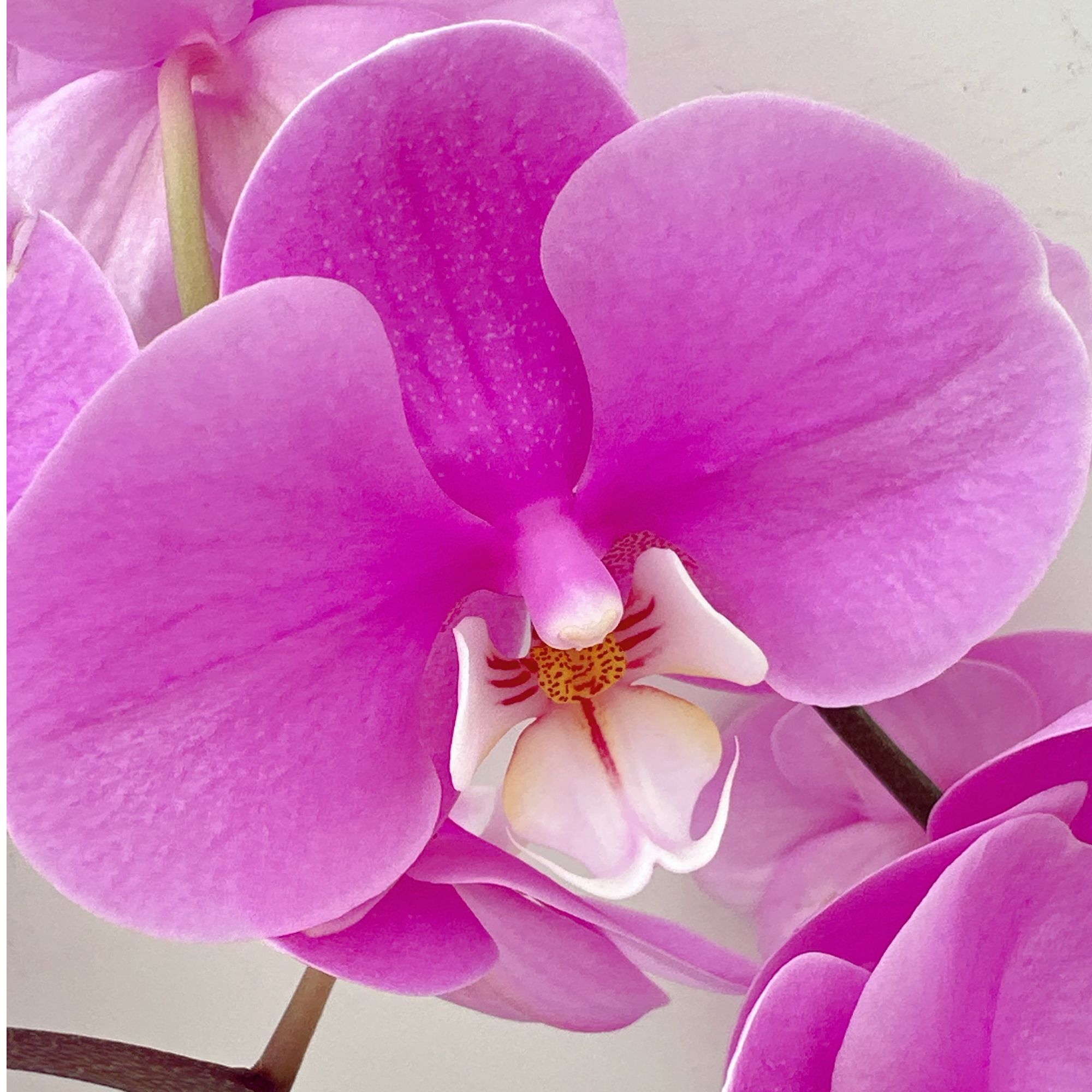 蝴蝶兰《安娜》红色系桌面花室内花卉绿植长花期 基地直发