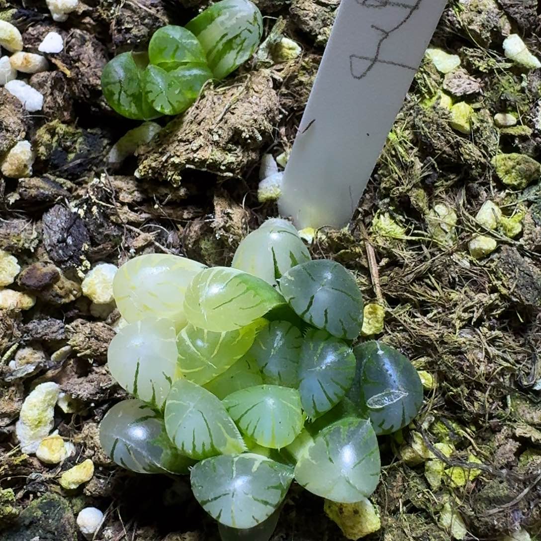 花友专拍玉露锦特价