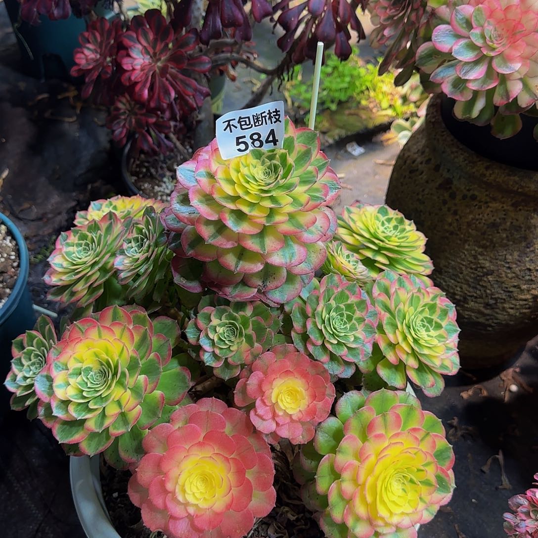 584多肉法师锦1111