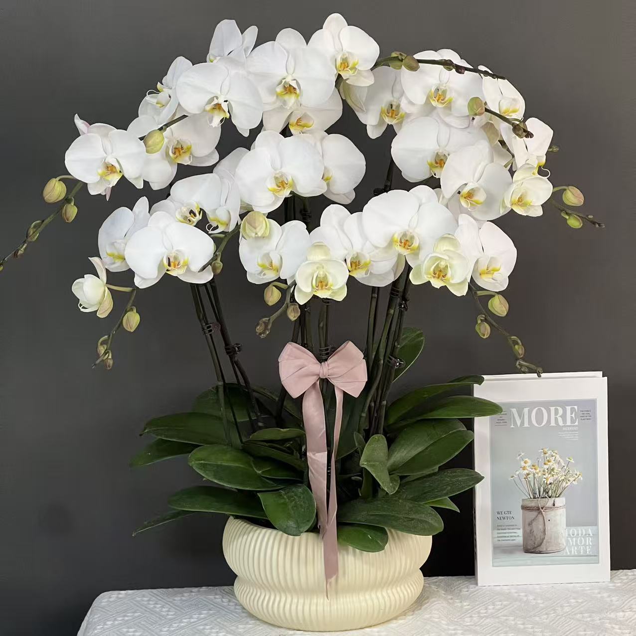 多彩优选（大白V3）欧品白色大花高级好养蝴蝶兰鲜花室内高端花卉
